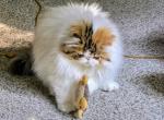 Daisy May - Persian Cat For Sale - Saint Louis&comma; MO&comma; US