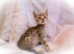 F4  Miss Delilah Orange - Savannah Kitten For Sale - Lakeland&comma; FL&comma; US