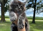 Baby C - Maine Coon Cat For Sale - Kansas City&comma; MO&comma; US
