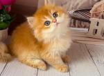 Chilli - British Shorthair Cat For Sale - Glendale&comma; CA&comma; US