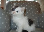 Unusual Ragdoll Babies - Ragdoll Kitten For Sale - Souderton&comma; PA&comma; US