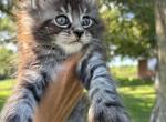 Female Polydactyl - Maine Coon Cat For Sale - Kansas City&comma; MO&comma; US