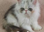 Opal - Persian Kitten For Sale - Lemont&comma; IL&comma; US