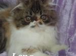 Lena - Persian Cat For Sale - Lemont&comma; IL&comma; US