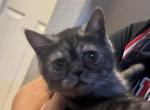 Toyger female Persian Exotic Mix - Exotic Cat For Adoption - Las Vegas&comma; NV&comma; US
