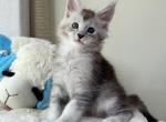 Benjamin - Maine Coon Kitten For Sale - Brooklyn&comma; NY&comma; US