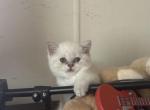 Jasper - Scottish Fold Kitten For Sale - NH&comma; US