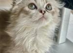 Mr Perfection - Scottish Fold Kitten For Sale - NH&comma; US