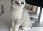 MrHandsome - Scottish Fold Cat For Sale - NH&comma; US