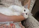 TICA Lynx Bicolor Ragdoll Kitten - Ragdoll Cat For Sale - Bryan&comma; TX&comma; US