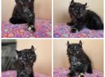 Female split face - Maine Coon Kitten For Sale - Frenchtown&comma; MI&comma; US