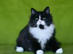 Lavr - Siberian Cat For Sale - Pembroke Pines&comma; FL&comma; US