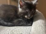 Polydactyl Maine Coon Male Dean - Maine Coon Kitten For Sale - Bechtelsville&comma; PA&comma; US