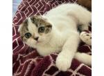 Abigail - Scottish Fold Cat For Sale - Angier&comma; NC&comma; US