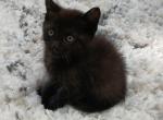 Pepper - Domestic Cat For Sale - Dryville&comma; PA&comma; US