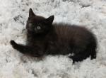 Smokey - Domestic Cat For Sale - Dryville&comma; PA&comma; US
