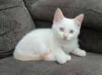 Flurry - Siamese Cat For Sale - Dryville&comma; PA&comma; US