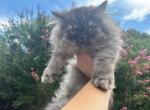 Meet Raven       High Silver Smoke Female Persian - Persian Kitten For Sale - Gadsden&comma; AL&comma; US