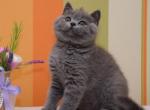 Uylay - British Shorthair Cat For Sale - Norwalk&comma; CT&comma; US