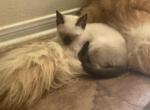 Siamese cuties - Siamese Kitten For Sale - Dallas&comma; TX&comma; US