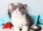 Clark - British Shorthair Cat For Sale - Norwalk&comma; CT&comma; US