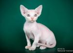 Billy - Devon Rex Cat For Sale - Norwalk&comma; CT&comma; US