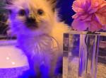 Balinese 2 purple Girl - Balinese Kitten For Sale - Dallas&comma; TX&comma; US