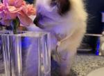 Balinese 3 white girl - Balinese Kitten For Sale - Dallas&comma; TX&comma; US