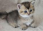 Marcus - Munchkin Kitten For Sale - Pembroke Pines&comma; FL&comma; US