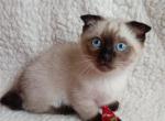 Dedi - Munchkin Cat For Sale - Pembroke Pines&comma; FL&comma; US