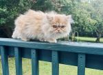 Cody     Red and Silver Smoke Male Persian - Persian Kitten For Sale - Gadsden&comma; AL&comma; US