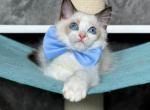Que - Ragdoll Cat For Sale - Pembroke Pines&comma; FL&comma; US