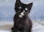 Uinston - Minskin Kitten For Sale - Miami&comma; FL&comma; US