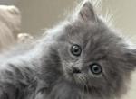Grey Male Persian Ragdoll - Persian Kitten For Sale - McKinney&comma; TX&comma; US