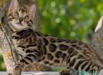 Tina - Bengal Cat For Sale - Norwalk&comma; CT&comma; US