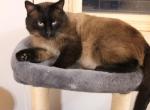 Kenai - Siamese Cat For Sale - Meadville&comma; PA&comma; US