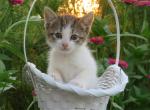 Kyan - Domestic Kitten For Adoption - Myerstown&comma; PA&comma; US