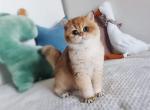 ALPHASTAR cattery - Scottish Straight Kitten For Sale - Levittown&comma; PA&comma; US