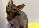 1st kitty of litter - Sphynx Cat For Sale - Brooklyn&comma; NY&comma; US