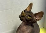 Kitty 2 - Sphynx Cat For Sale - Brooklyn&comma; NY&comma; US