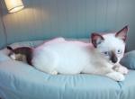 Sealpoint Snowshoe Boy - Snowshoe Kitten For Sale - Walterboro&comma; SC&comma; US