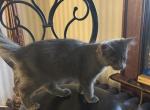 Sabrina of Donnelly - Maine Coon Cat For Sale - Port Clinton&comma; OH&comma; US
