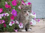 Konnie - Domestic Kitten For Sale - Myerstown&comma; PA&comma; US