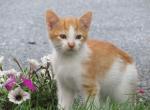Kerry - Domestic Kitten For Adoption - Myerstown&comma; PA&comma; US