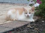 Kruze - Domestic Kitten For Sale - Myerstown&comma; PA&comma; US