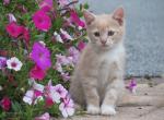 Kacey - Domestic Kitten For Sale - Myerstown&comma; PA&comma; US