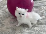 White girl 1 - Ragdoll Kitten For Sale - Riverside&comma; CA&comma; US