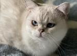 Raphael - British Shorthair Cat For Sale - 