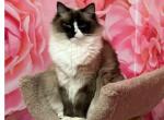 Inka - Ragdoll Cat For Sale - New York&comma; NY&comma; US