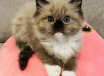 Lavender - Ragdoll Kitten For Sale - Saint Clair&comma; MI&comma; US